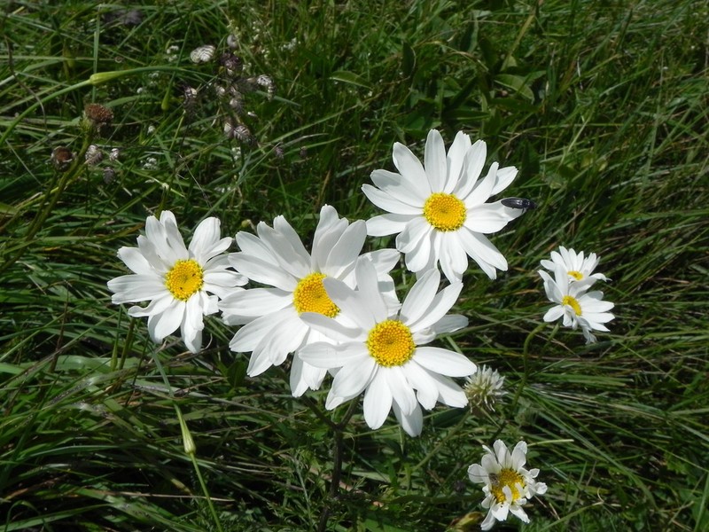 Leucanthemum heterophyllum photo 5
