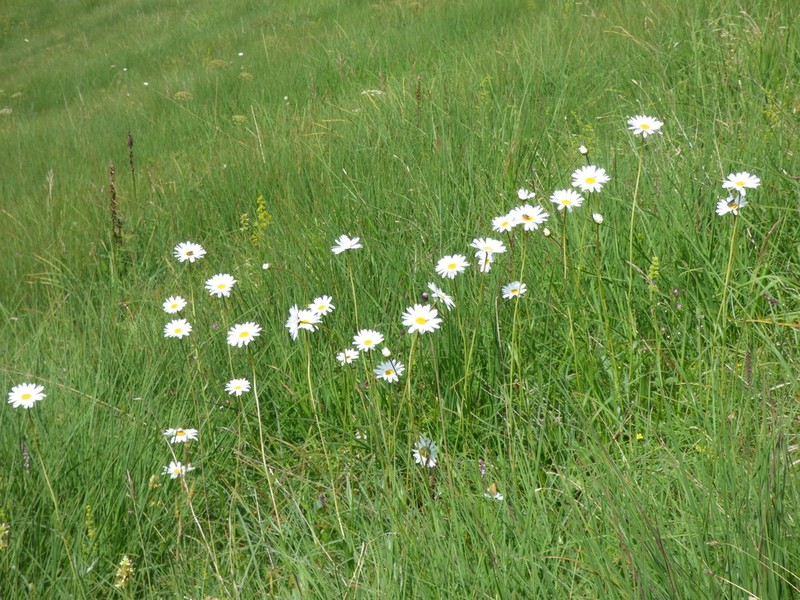 Leucanthemum heterophyllum photo 7