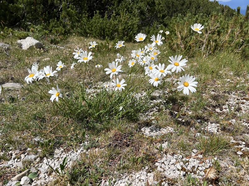 Leucanthemum illyricum