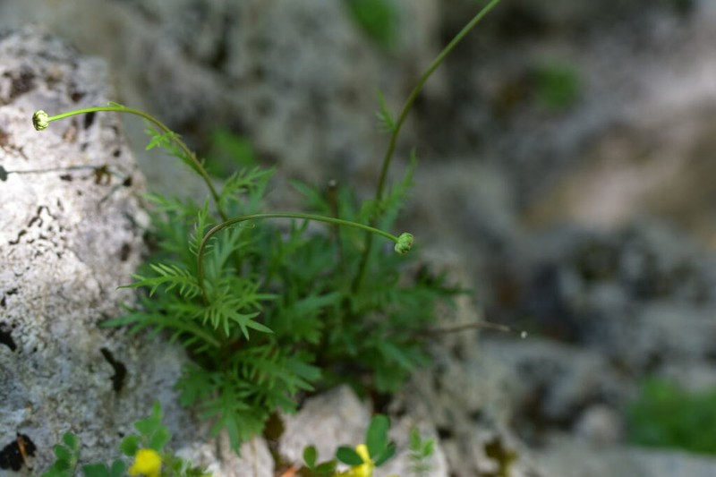 Leucanthemum illyricum photo 2