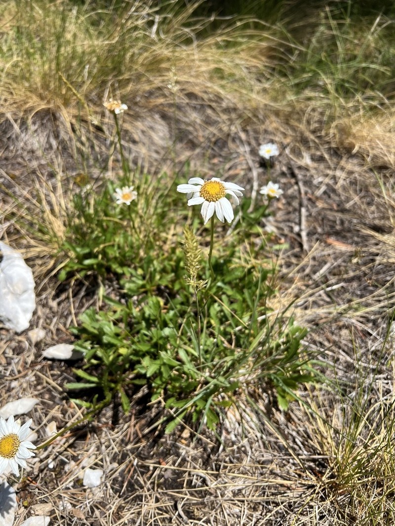 Leucanthemum illyricum photo 3