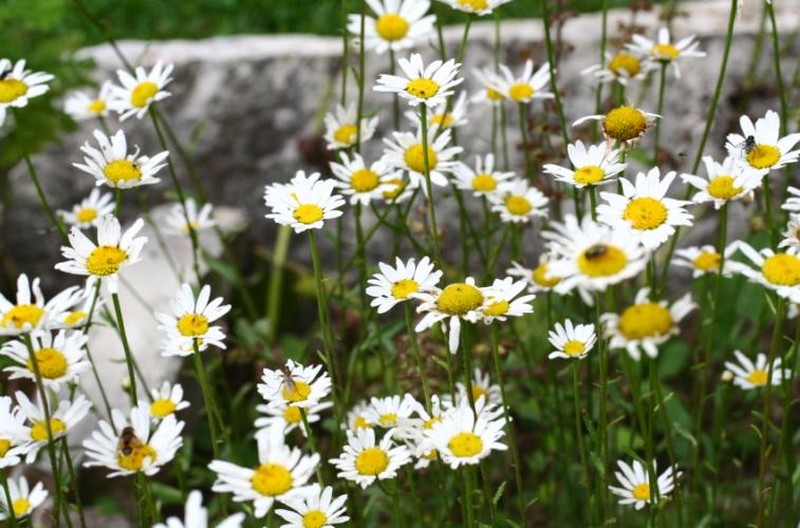 Leucanthemum ircutianum