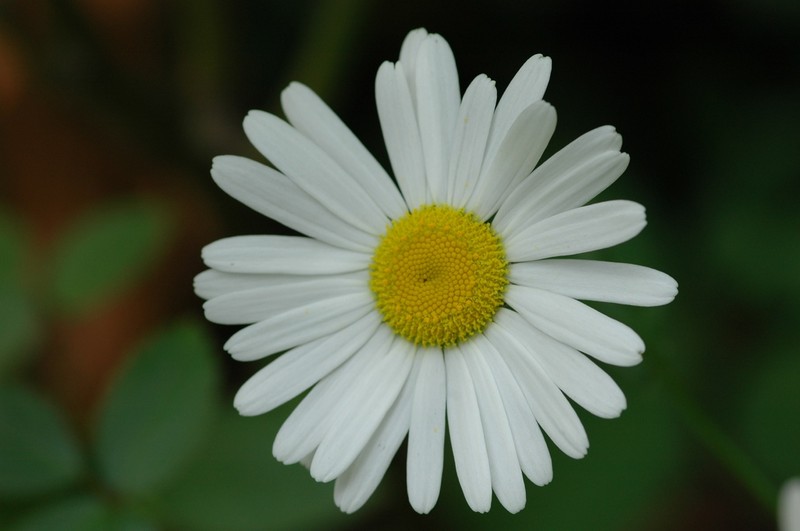 Leucanthemum ircutianum photo 2