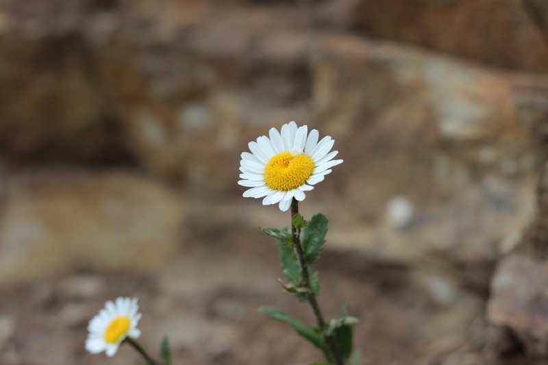 Leucanthemum ircutianum photo 3