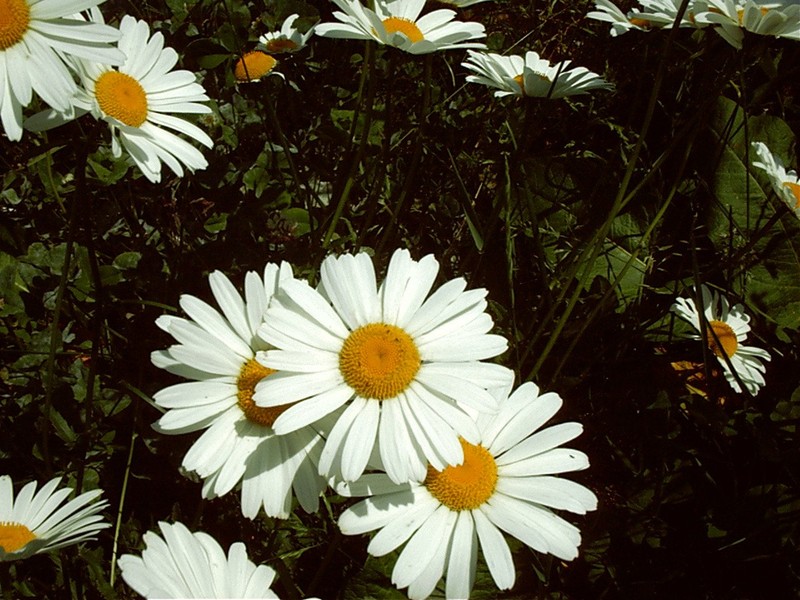 Leucanthemum ircutianum photo 4