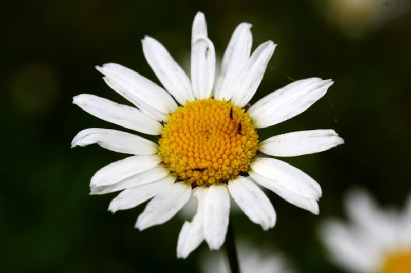 Leucanthemum ircutianum photo 5