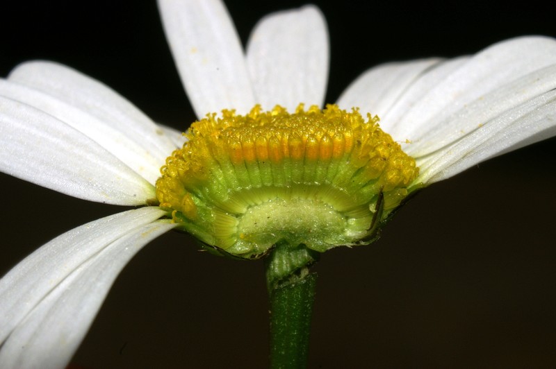 Leucanthemum ircutianum photo 6