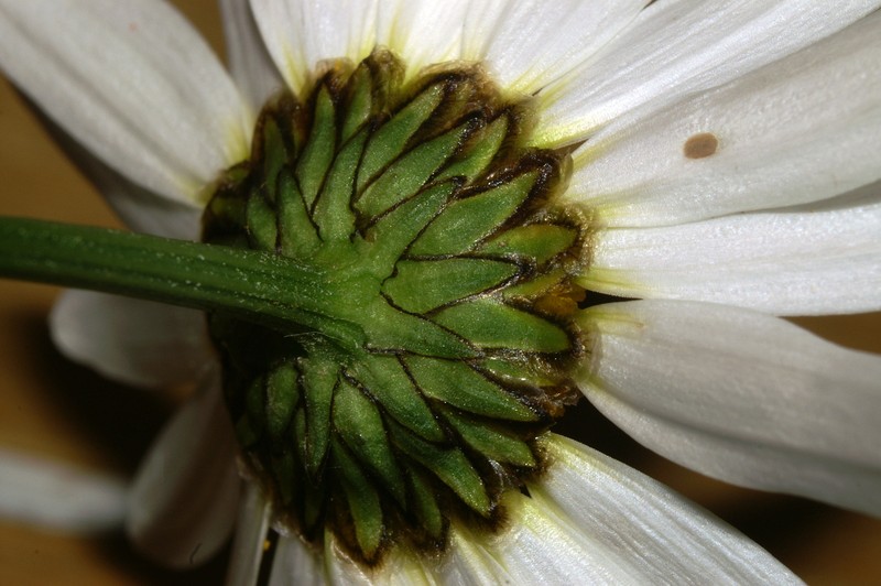 Leucanthemum ircutianum photo 7