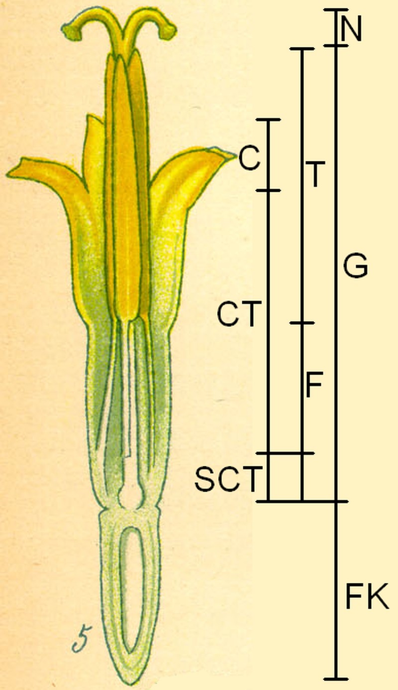 Leucanthemum ircutianum photo 8