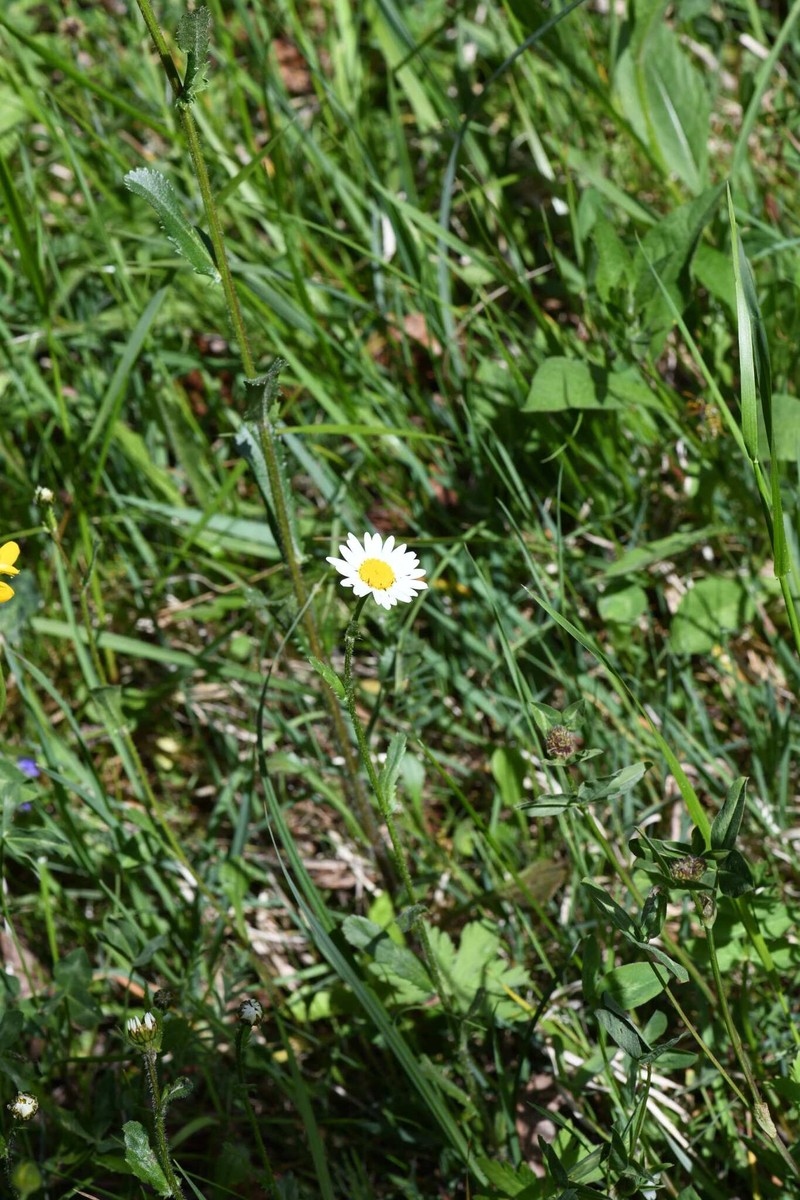 Leucanthemum ircutianum subsp. ircutianum