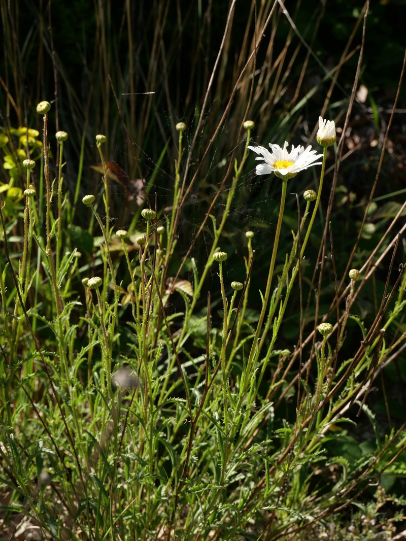 Leucanthemum ircutianum subsp. leucolepis photo 2