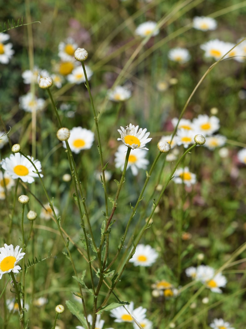 Leucanthemum ircutianum subsp. leucolepis