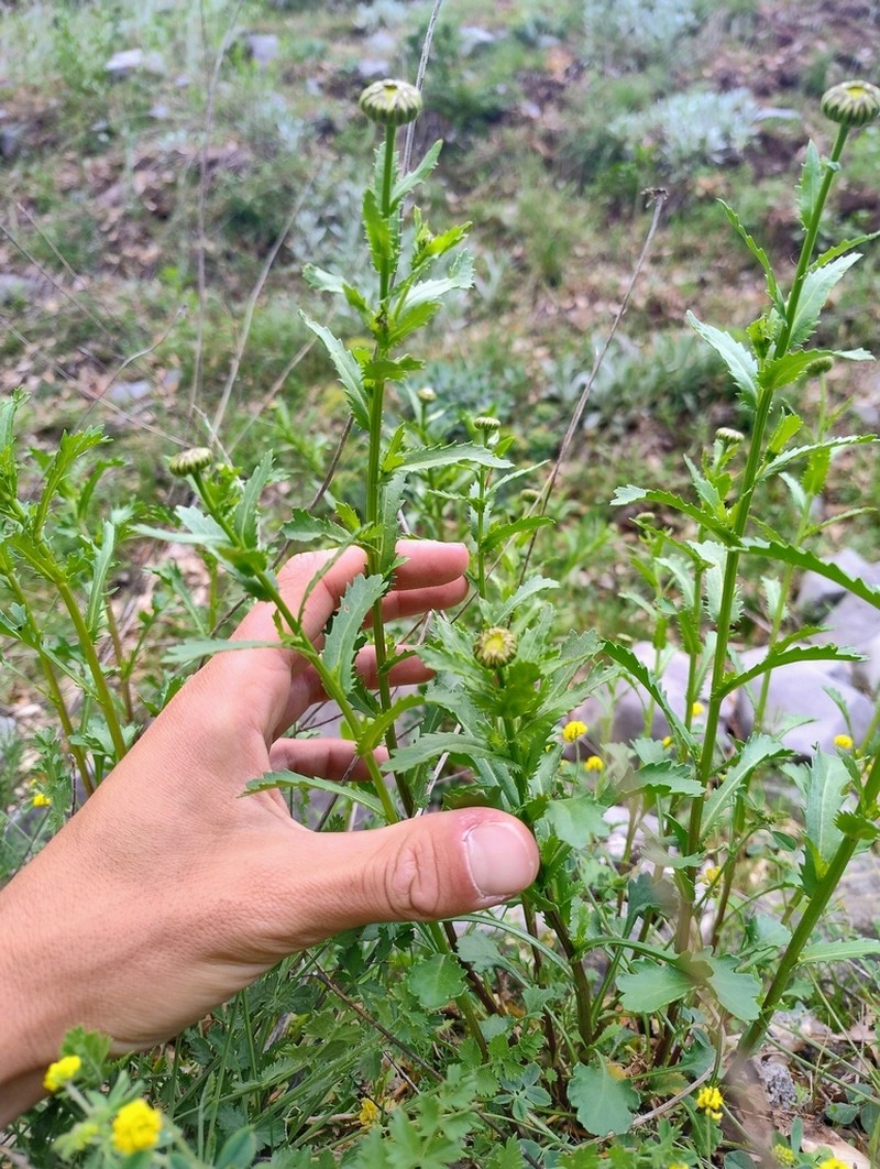Leucanthemum laciniatum