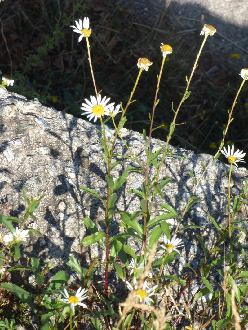 Leucanthemum laciniatum photo 2