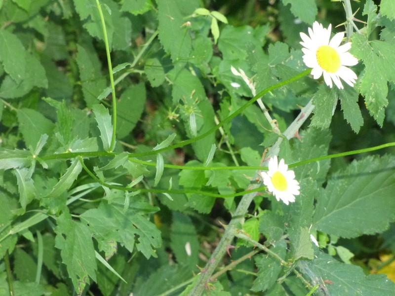 Leucanthemum laciniatum photo 3