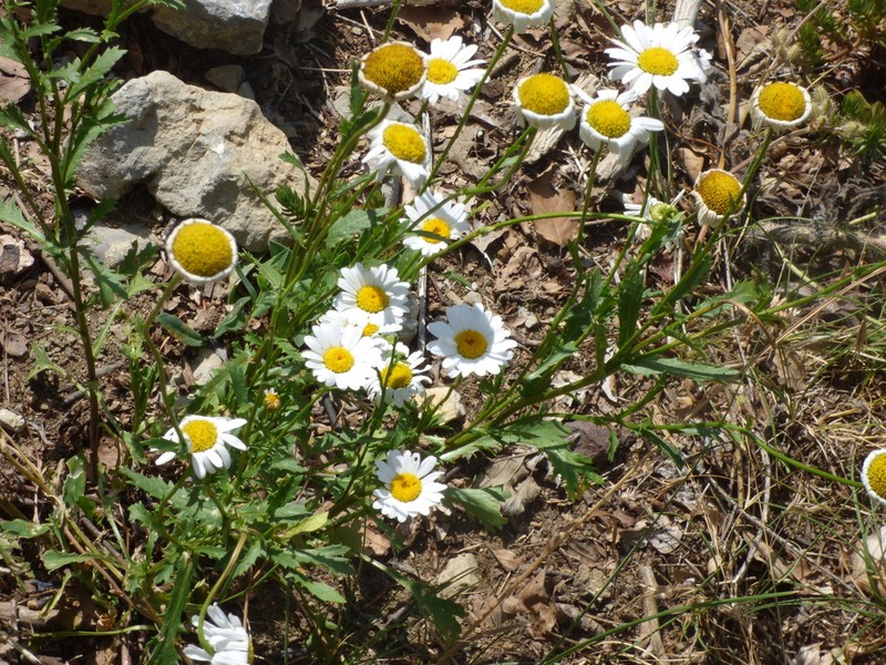 Leucanthemum laciniatum photo 4