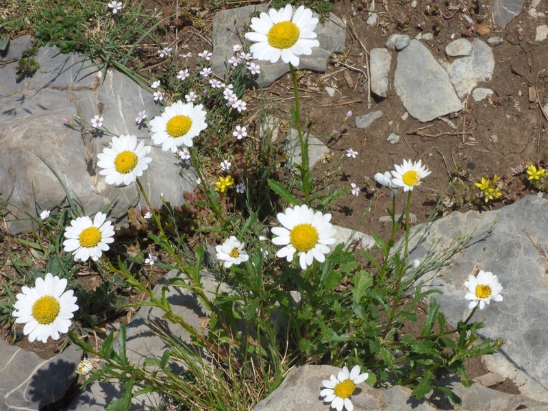 Leucanthemum laciniatum photo 5