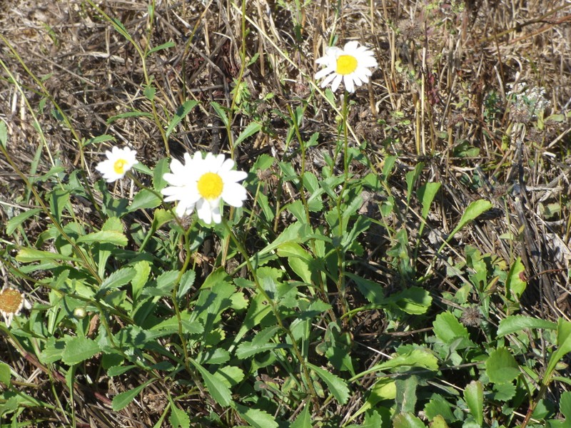 Leucanthemum laciniatum photo 6