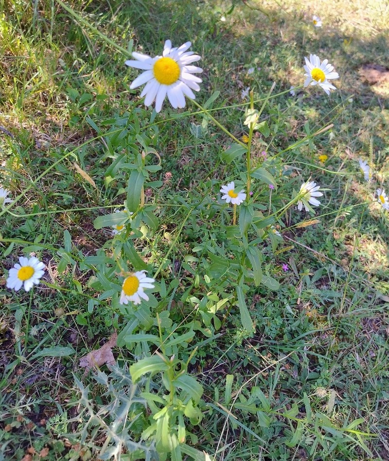Leucanthemum laciniatum photo 8