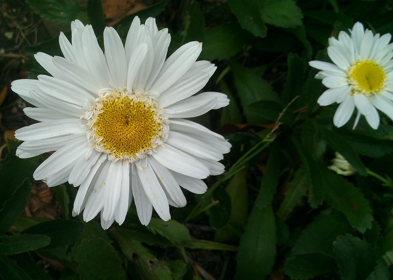 Portuguese Daisy photo 2
