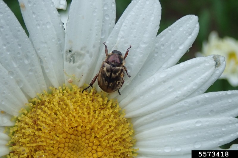 Portuguese Daisy photo 3