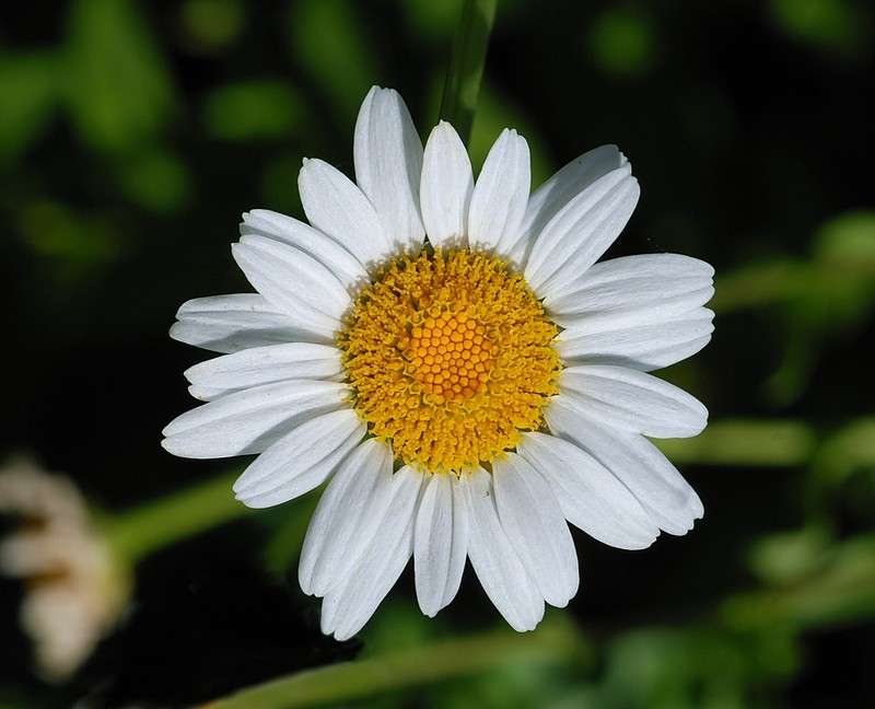 Portuguese Daisy