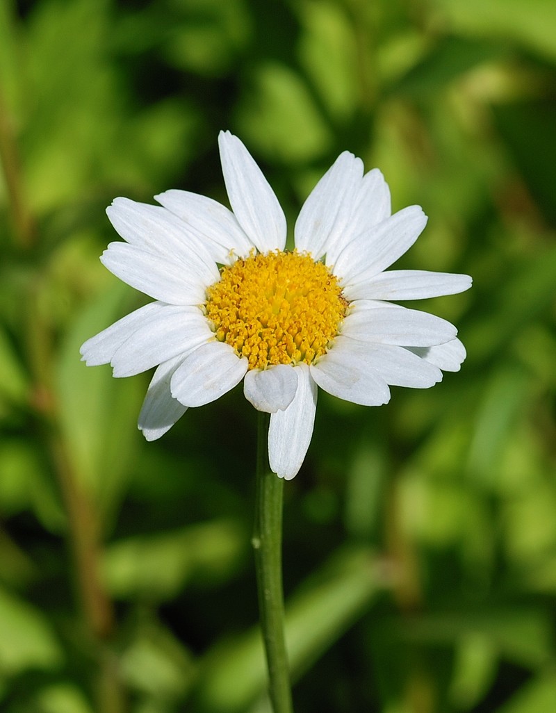 Portuguese Daisy photo 6