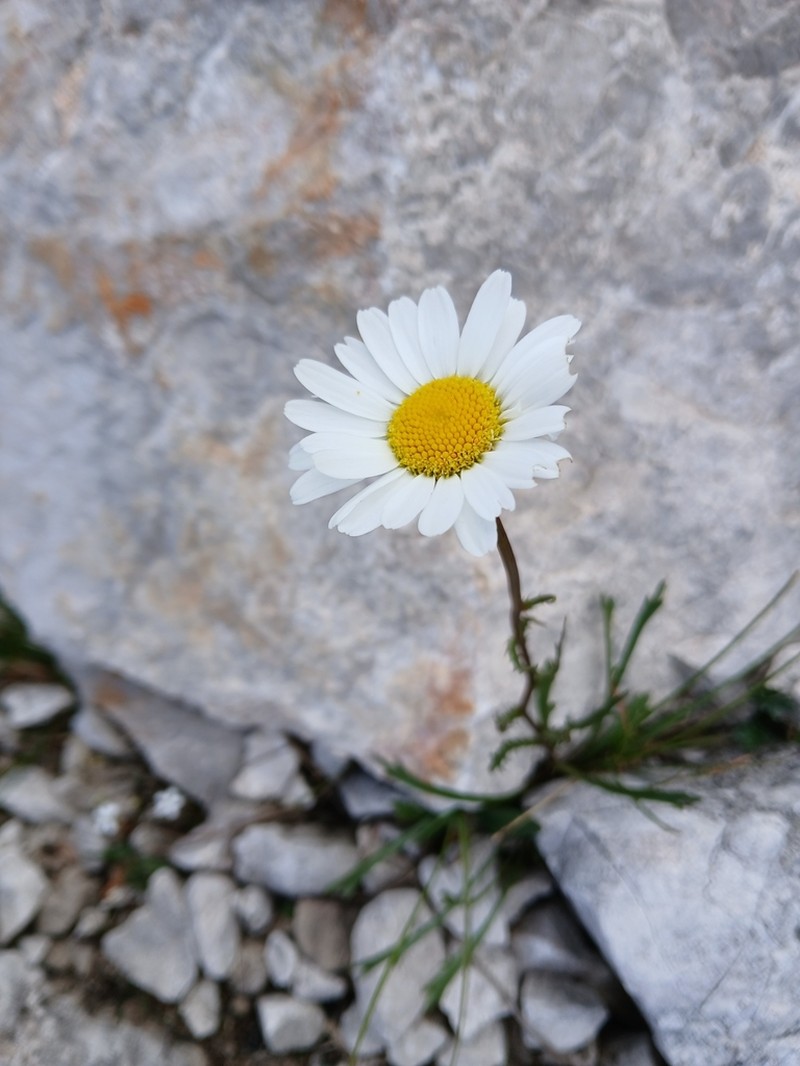Leucanthemum lithopolitanicum