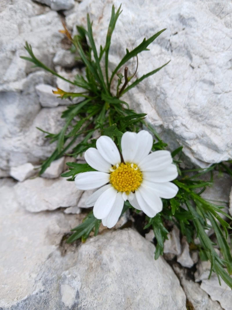Leucanthemum lithopolitanicum photo 2