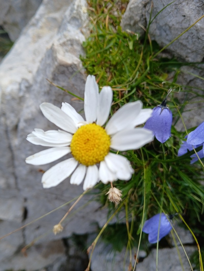 Leucanthemum lithopolitanicum photo 3