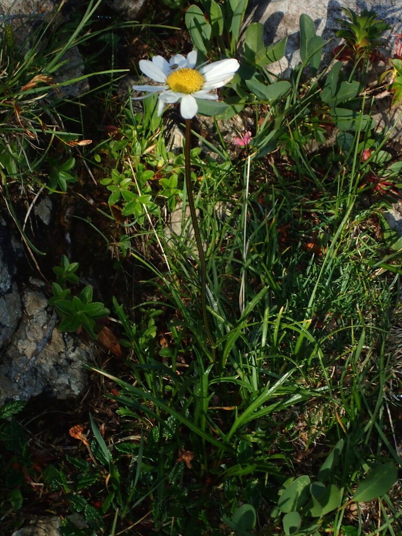 Leucanthemum lithopolitanicum photo 4