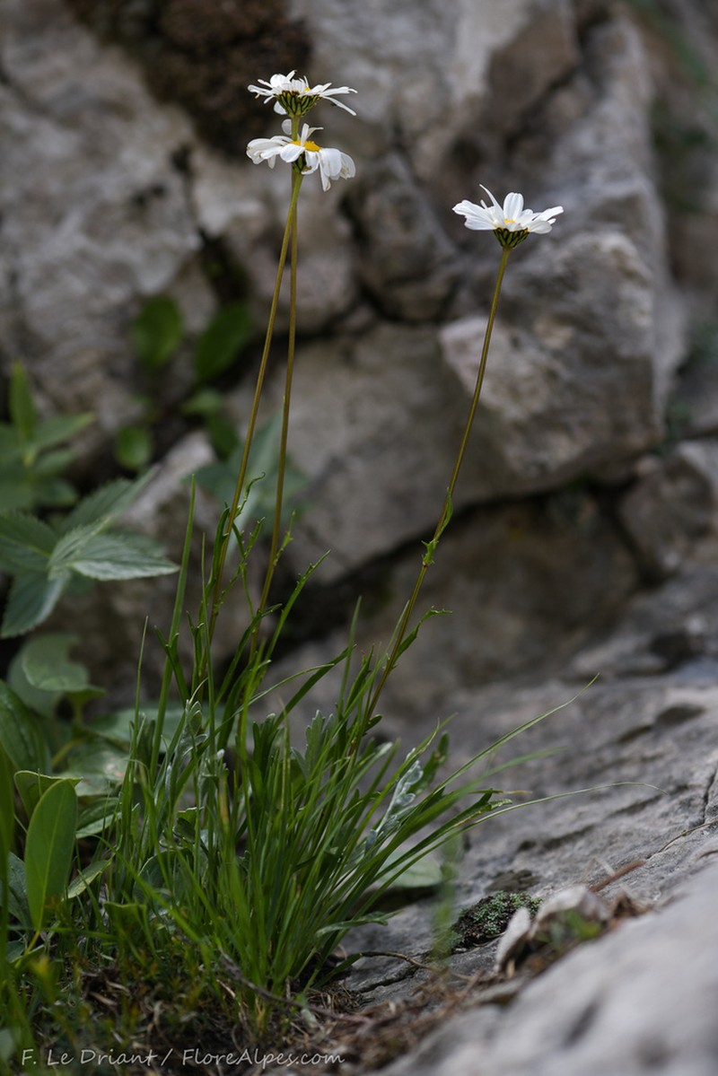 Leucanthemum lithopolitanicum photo 5