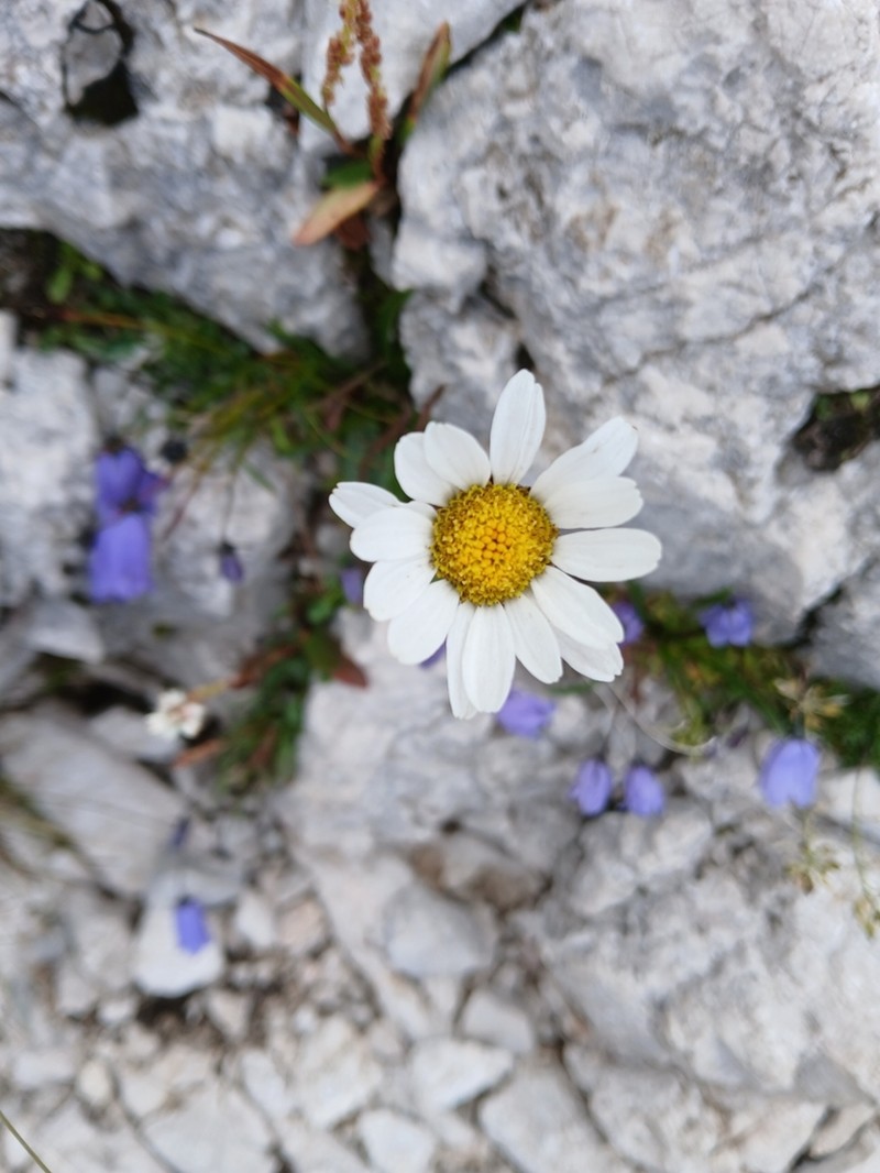 Leucanthemum lithopolitanicum photo 6