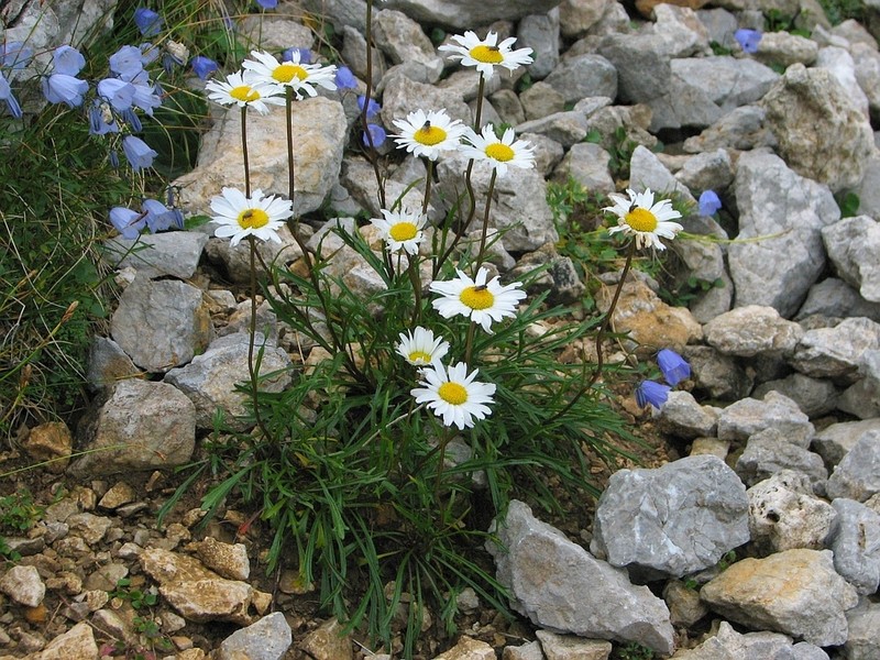 Leucanthemum lithopolitanicum photo 7