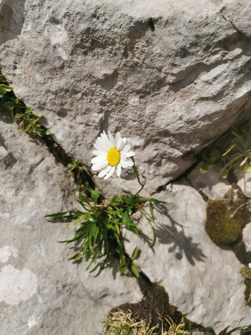Leucanthemum lithopolitanicum photo 8
