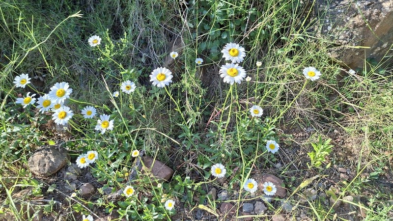 Leucanthemum maestracense