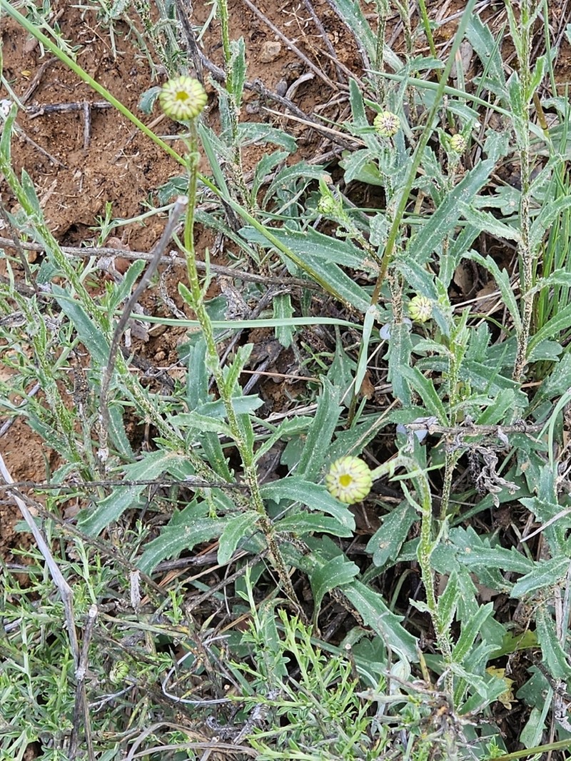 Leucanthemum maestracense photo 2
