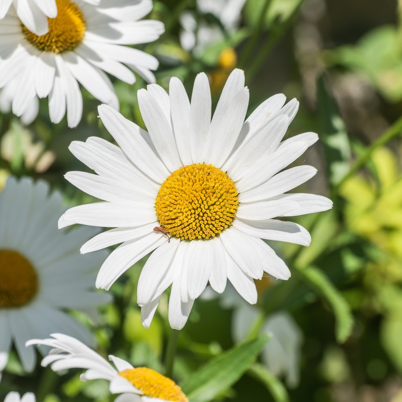 Max Chrysanthemum photo 2