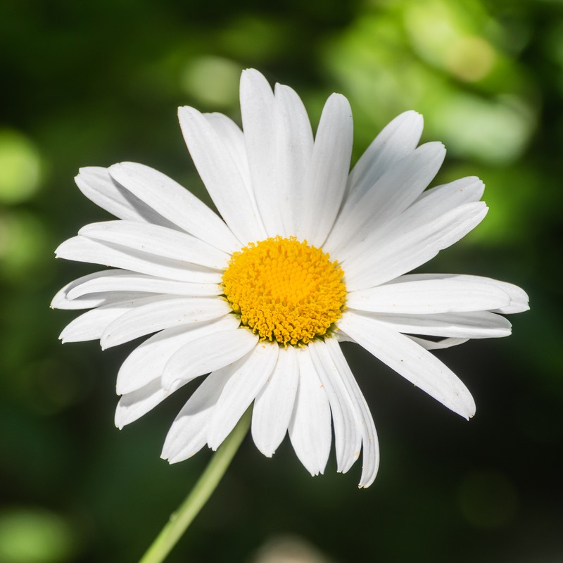 Max Chrysanthemum photo 3