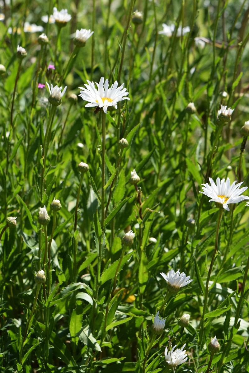 Max Chrysanthemum photo 4