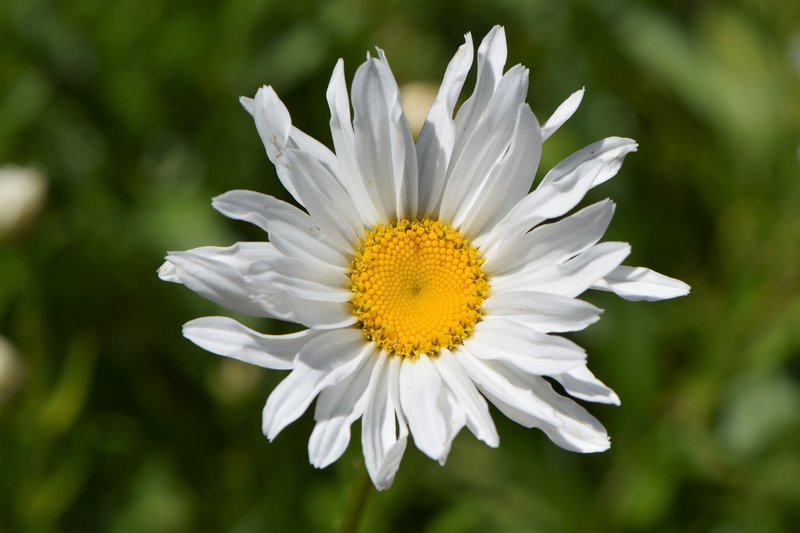Max Chrysanthemum photo 5