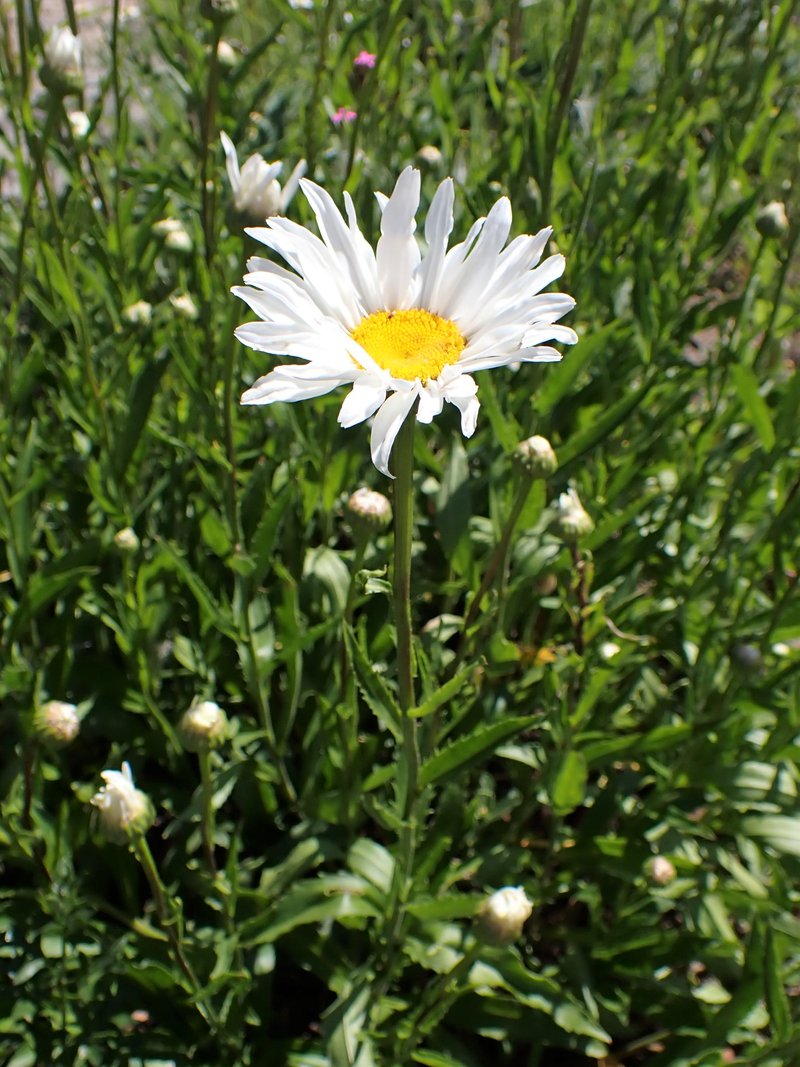 Max Chrysanthemum photo 6