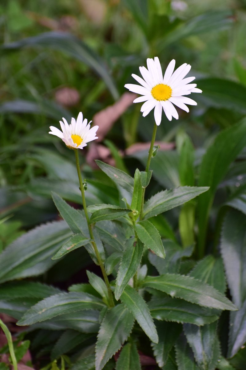 Max Chrysanthemum photo 7
