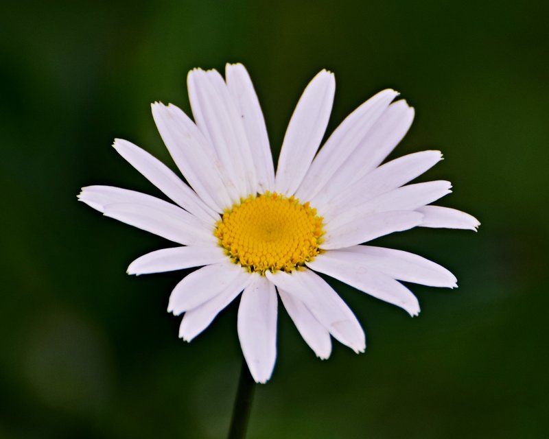 Max Chrysanthemum photo 8