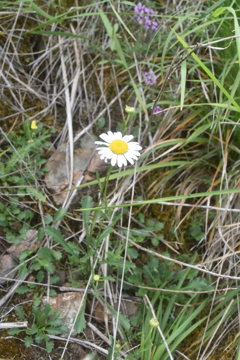 Leucanthemum meridionale photo 2