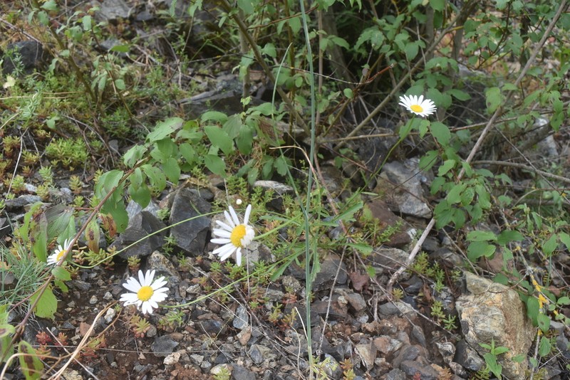 Leucanthemum meridionale photo 3
