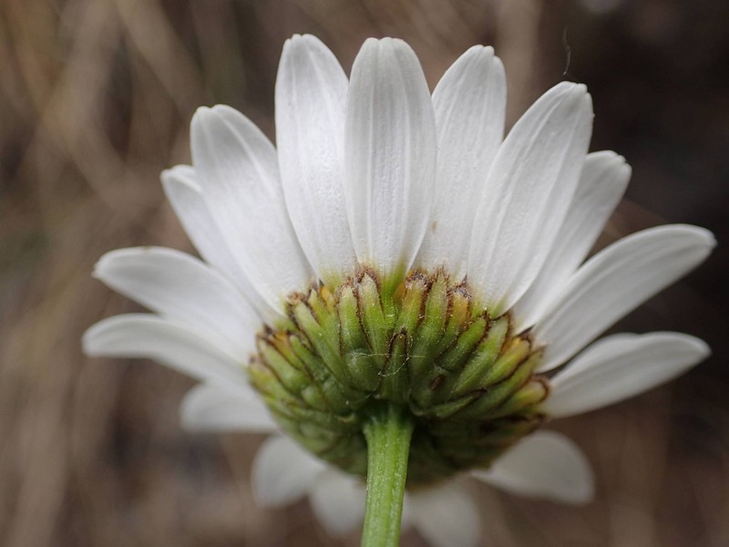 Leucanthemum meridionale photo 4