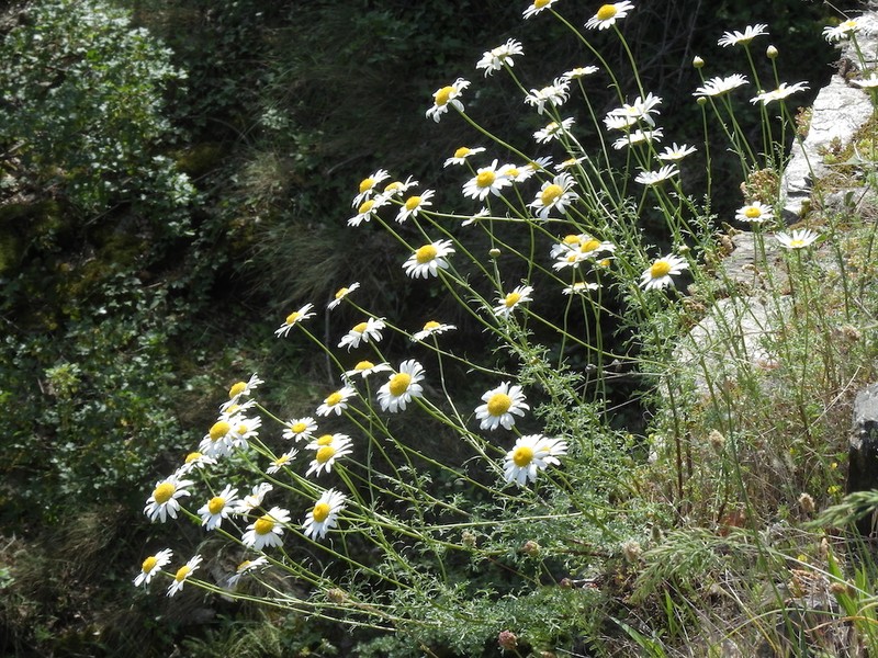 Leucanthemum monspeliense
