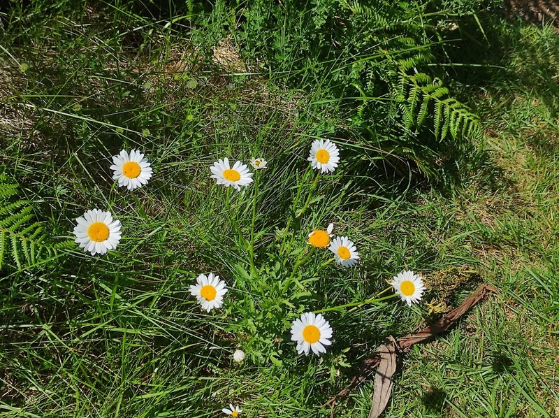 Leucanthemum monspeliense photo 2
