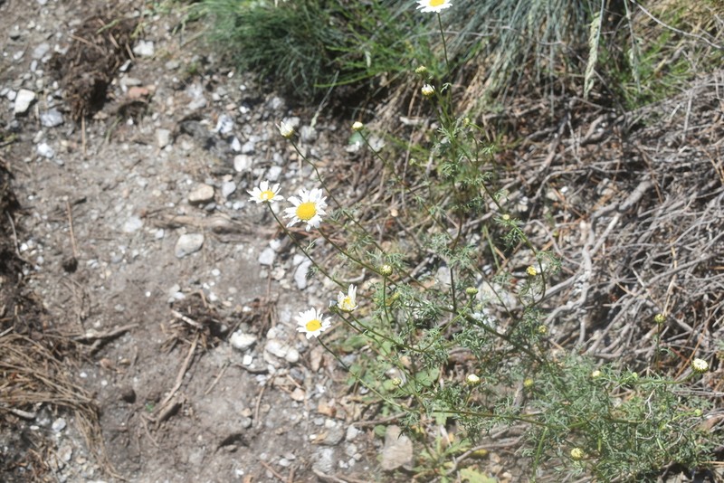 Leucanthemum monspeliense photo 3